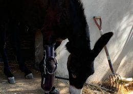 Prótesis para animales - Burro Dani